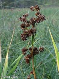Attēlu rezultāti vaicājumam “Cladium mariscus”