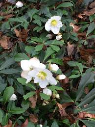 Attēlu rezultāti vaicājumam “Helleborus niger”