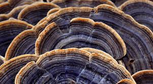 Attēlu rezultāti vaicājumam “Trametes versicolor”