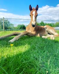Image result for Weybridge Equestrian Centre