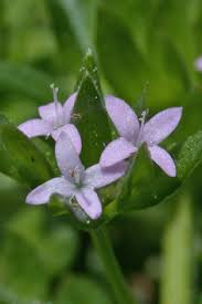 Attēlu rezultāti vaicājumam “Galium rivale fruit”