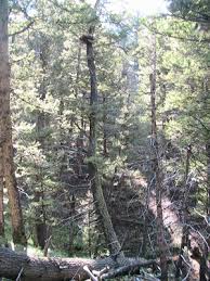 Attēlu rezultāti vaicājumam “Accipiter gentilis nest”