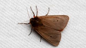 Attēlu rezultāti vaicājumam “Phragmatobia fuliginosa imago”