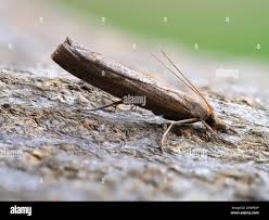 Attēlu rezultāti vaicājumam “Pediasia fascelinella”