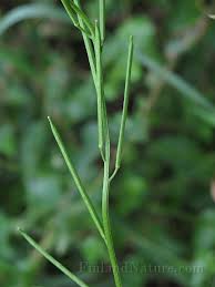 Attēlu rezultāti vaicājumam “Erysimum hieracifolium”