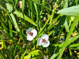 Attēlu rezultāti vaicājumam “Sagittaria sagittifolia leaf”