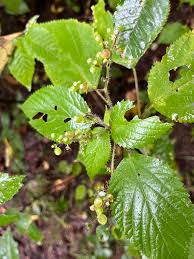 Attēlu rezultāti vaicājumam “Urtica dioica fruit”