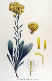 Attēlu rezultāti vaicājumam “Helichrysum arenarium”