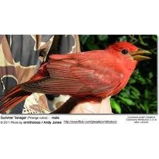 Image result for Piranga rubra