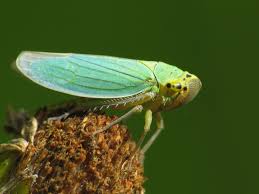 Attēlu rezultāti vaicājumam “Cicadella viridis female”