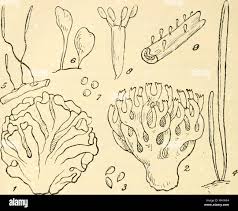 Attēlu rezultāti vaicājumam “Typhula erythropus”