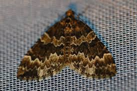 Attēlu rezultāti vaicājumam “Electrophaes corylata”