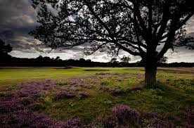 Image result for Walton Heath Golf Club