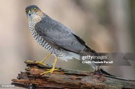 Attēlu rezultāti vaicājumam “Accipiter nisus male”