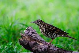 Image result for Zoothera dauma