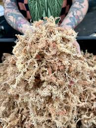 Attēlu rezultāti vaicājumam “Sphagnum”