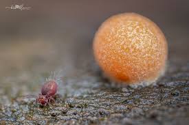 Attēlu rezultāti vaicājumam “Comatricha alta macro”