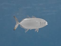 Image result for Caranx crysos