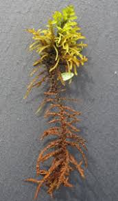 Attēlu rezultāti vaicājumam “Helodium blandowii sporophyte”