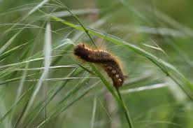 Attēlu rezultāti vaicājumam “Euthrix potatoria larva”