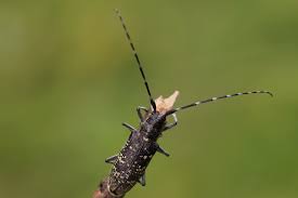 Attēlu rezultāti vaicājumam “Monochamus sutor”