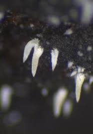 Attēlu rezultāti vaicājumam “Mucronella calva”