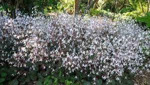 Attēlu rezultāti vaicājumam “Saxifraga cymbalaria flower”