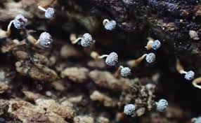 Attēlu rezultāti vaicājumam “Physarum globuliferum”