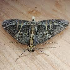 Attēlu rezultāti vaicājumam “Ecliptopera silaceata”