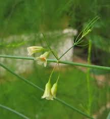Attēlu rezultāti vaicājumam “Asparagus officinalis leaf”