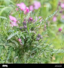 Attēlu rezultāti vaicājumam “Cirsium palustre flower”
