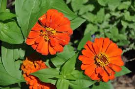 Image result for Zinnia elegans