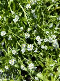 Attēlu rezultāti vaicājumam “Juncus bufonius bud”