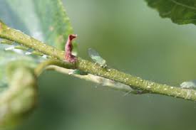 Attēlu rezultāti vaicājumam “Psylla alni”