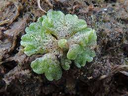 Attēlu rezultāti vaicājumam “Riccia cavernosa”