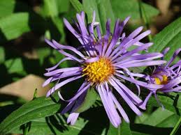 Image result for Aster novae-angliae