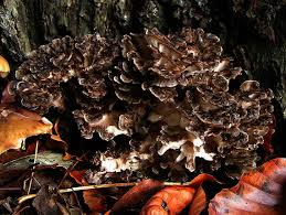 Attēlu rezultāti vaicājumam “Grifola frondosa”