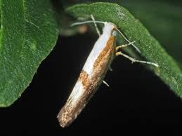Attēlu rezultāti vaicājumam “Argyresthia pruniella”