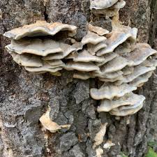 Attēlu rezultāti vaicājumam “Bjerkandera fumosa”