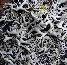 Attēlu rezultāti vaicājumam “Hypogymnia physodes”