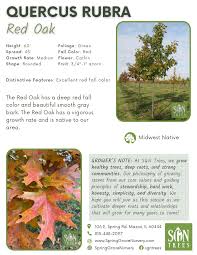 Attēlu rezultāti vaicājumam “Quercus rubra fruit”