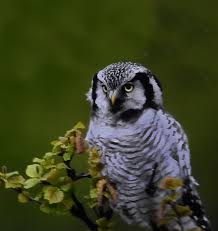 Image result for Surnia ulula