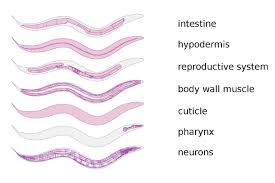 Attēlu rezultāti vaicājumam “Comatricha elegans”