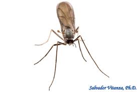 Attēlu rezultāti vaicājumam “Cecidomyiidae”