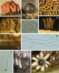 Attēlu rezultāti vaicājumam “Diderma chondrioderma sessile”