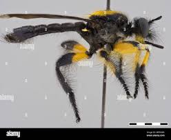 Attēlu rezultāti vaicājumam “Choerades sp.”