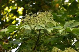 Attēlu rezultāti vaicājumam “Kalopanax septemlobus”