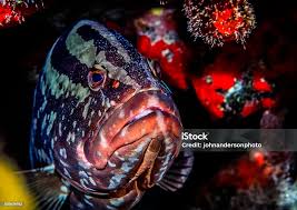 Image result for Epinephelus striatus