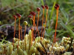 Attēlu rezultāti vaicājumam “Philonotis fontana”