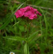 Image result for Dianthus barbatus